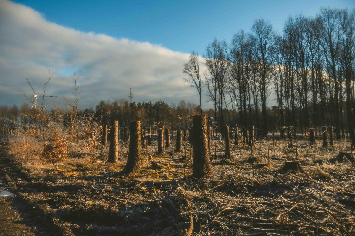 “Embargos automáticos preocupam agro por impacto em crédito e exportações”, avalia especialista