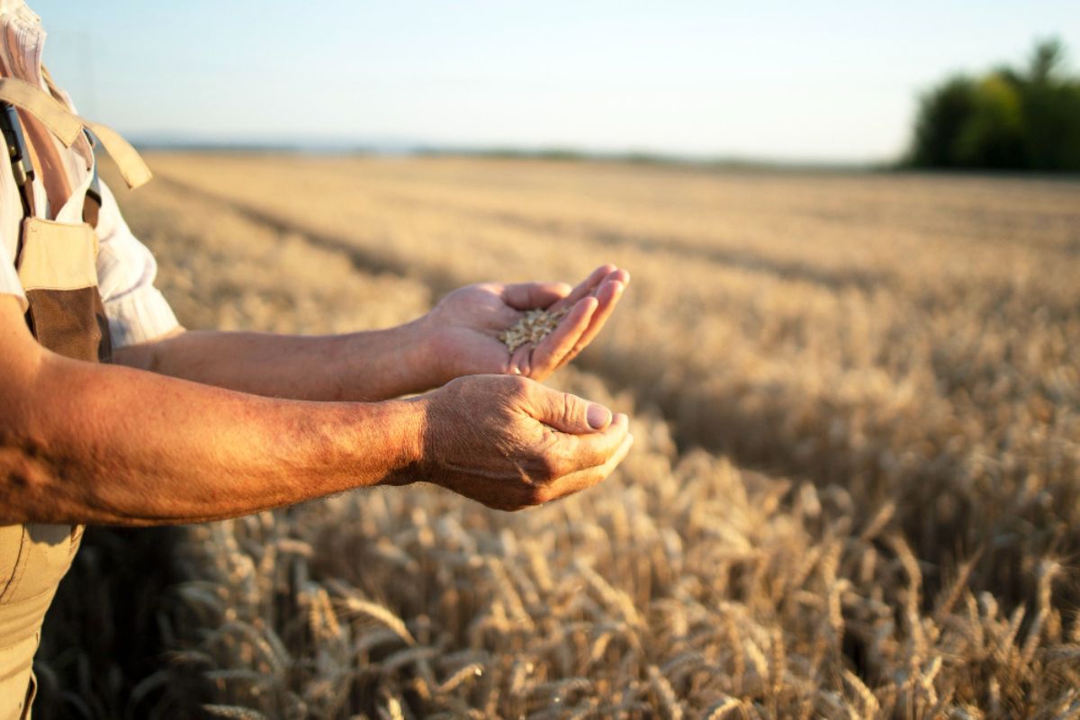 Processo de recuperação judicial de produtores agrícolas terá nova estrutura de análise