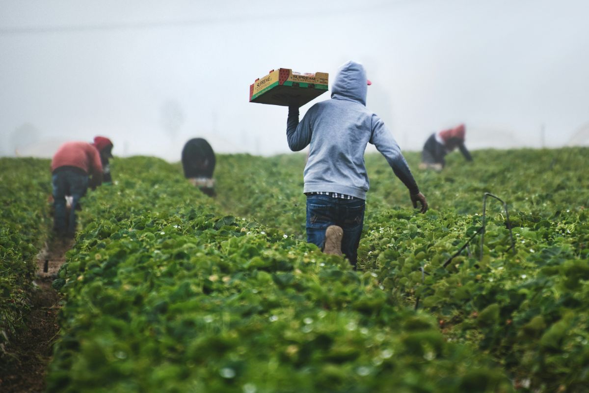 Entenda por que o agro virou peça central da economia e da imagem do Brasil no exterior