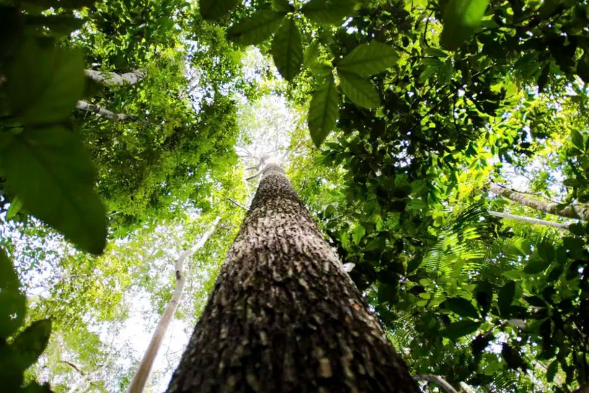 Licenciamento ambiental em SP pode ficar até 60% mais barato para empresas
