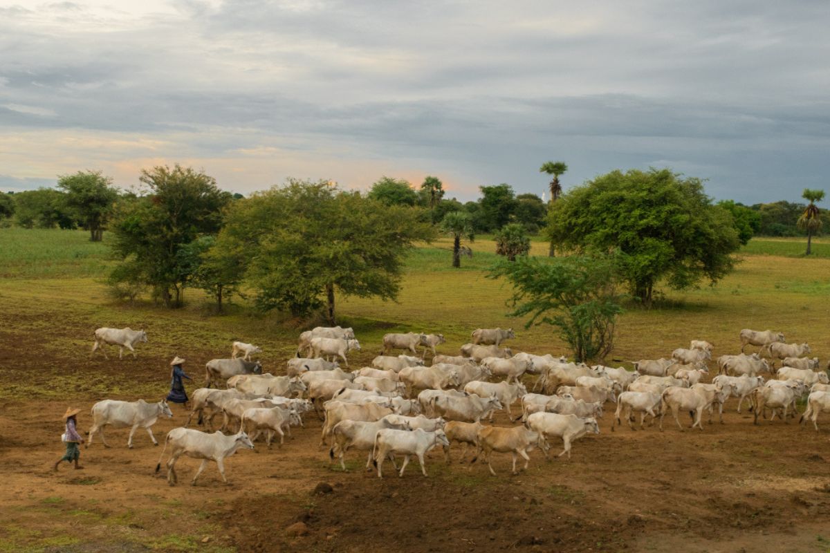 O risco bilionário do agro brasileiro se o país seguir na lista de proibição da UE