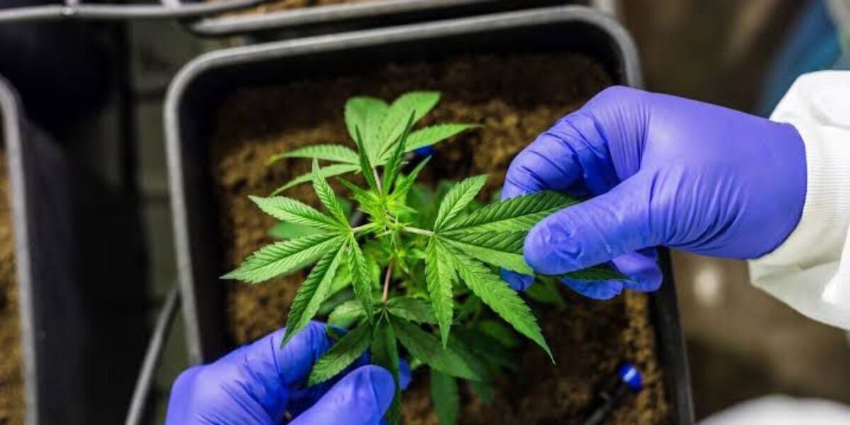Anvisa aprova regulamentação da produção de cannabis medicinal no Brasil