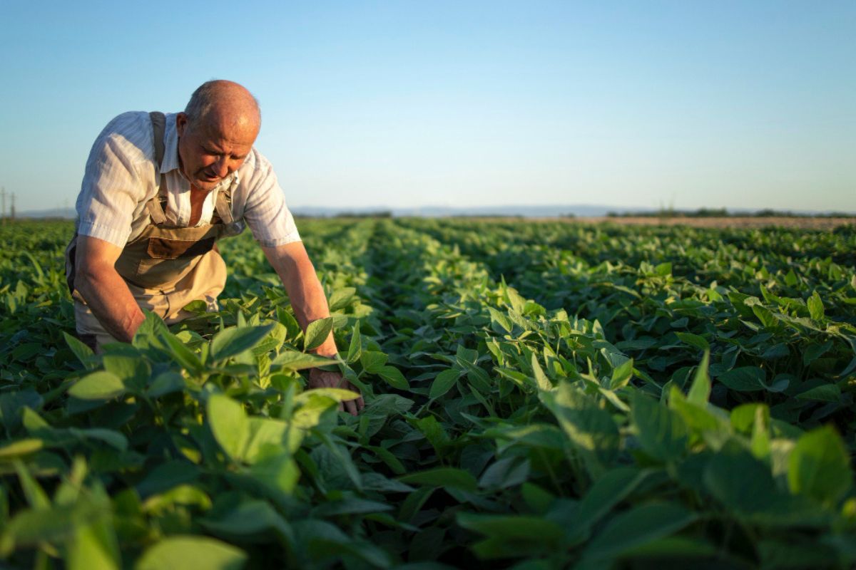 Crédito rural na agricultura empresarial movimenta mais de R$ 400 bilhões