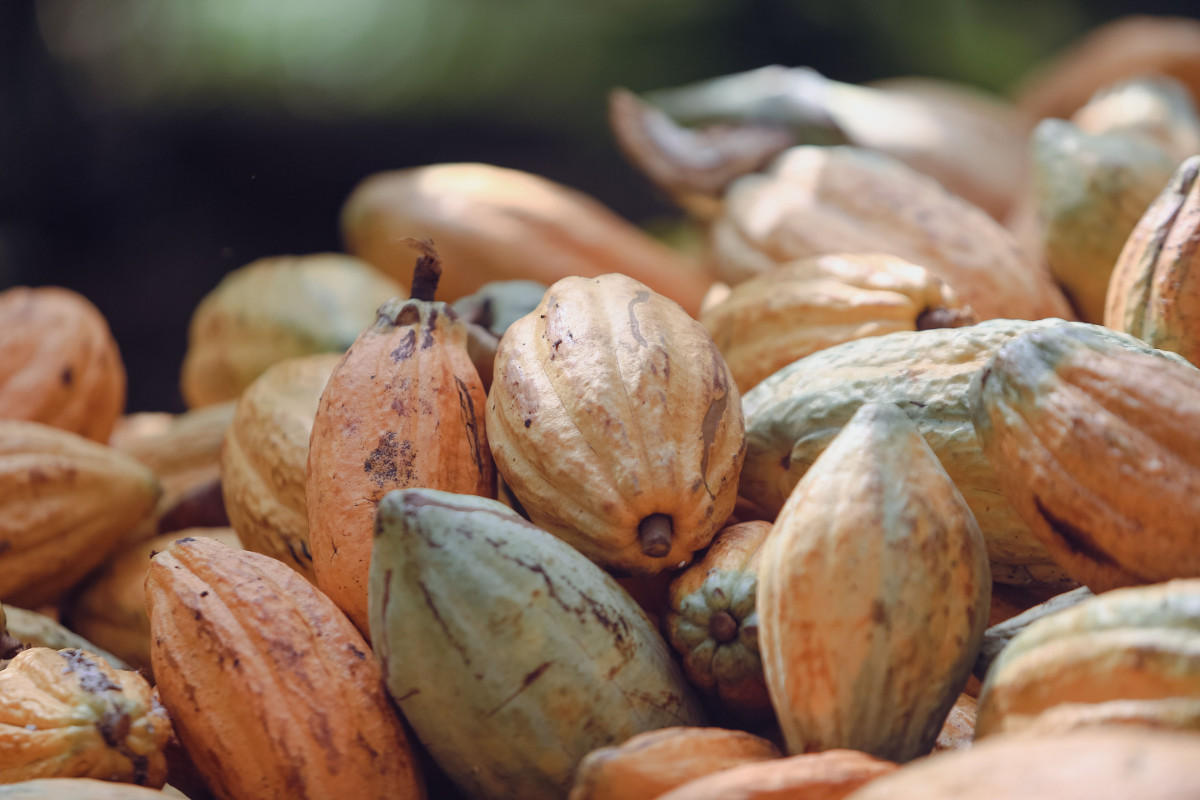 Produtores de cacau denunciam desequilíbrio na relação com Cargill, Barry Callebaut e OFI