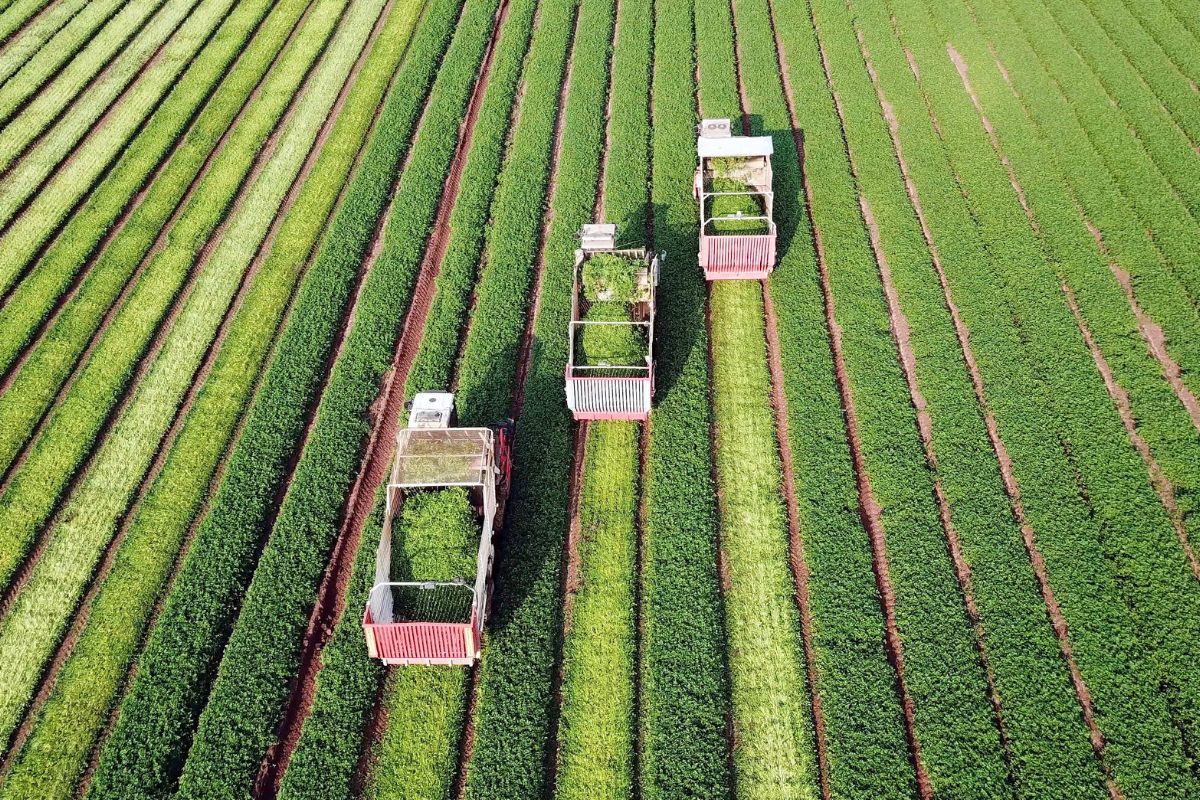 Renegociação de dívidas do agro alivia inadimplência, mas encarece crédito