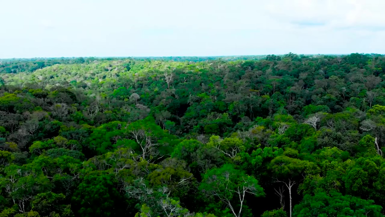 STF analisa lei que obriga investimento em créditos de carbono