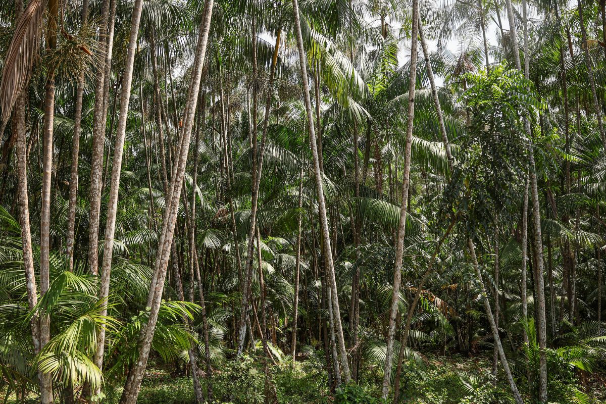 O que é e como vai funcionar o Fundo Florestas Tropicais?