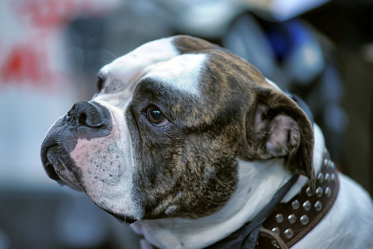 TJ-SP autoriza embarque de cão de suporte emocional em cabine área