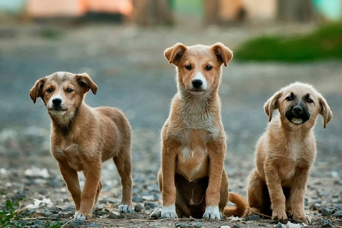 Como fica a guarda dos pets após separação? Agora existe uma lei que responde