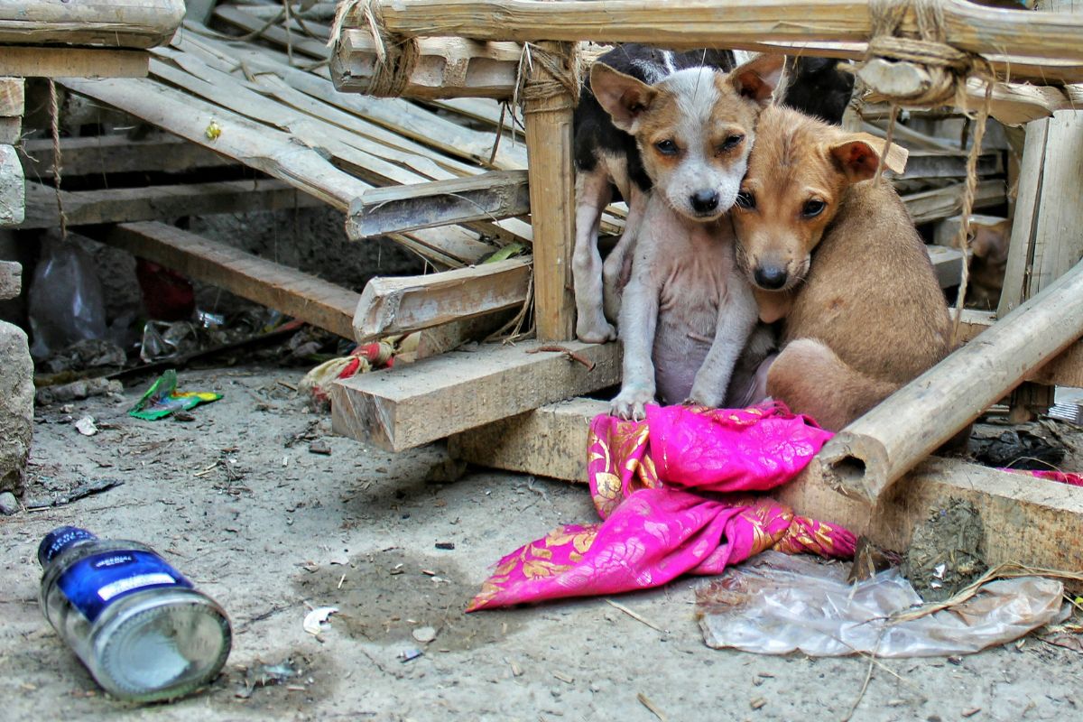 Senado protocola 20 novos projetos para endurecer punições por maus-tratos a animais